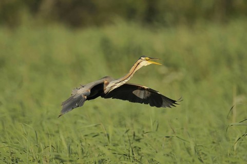 Purple Heron (Ardea purpurea) flying, Netherlands