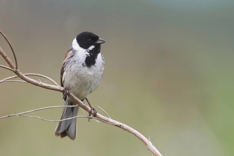 Common Reed Bunting (Emberiza schoeniclus) male, Hungary