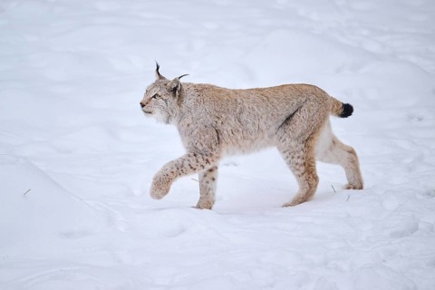 Eurasian lynx (Lynx lynx) walking in the snow in winter, Bavaria, Germany