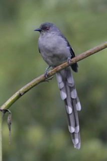 Long-tailed Sibia (Heterophasia picaoides), Malaysia