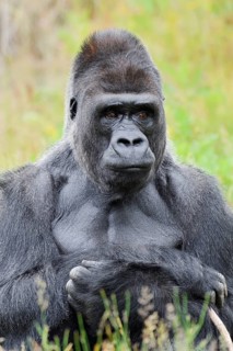 Western lowland gorilla (Gorilla gorilla gorilla), male, silverback, captive, native to Africa