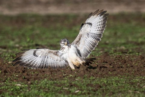 Common buzzard (Buteo buteo), flying, Emsland, Lower Saxony, Germany