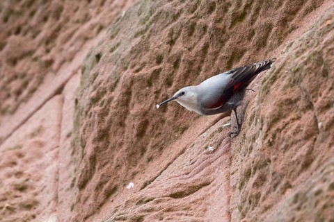Wallcreeper, Tichodroma muraria, Tichodrome échelette, Treparriscos, Birg Trifel, Annweiler am