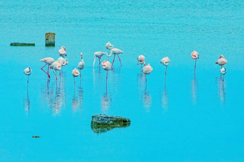 Flamingoes, Vendicari, Noto Valley, Sicily, Italy