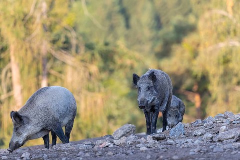 Three adult wild boar or wild pig (Sus scrofa) walking over an opening with a green forest in the