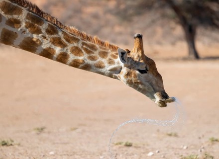 Cape giraffe (Giraffa giraffa giraffa) drinking, funny, Kgalagadi Transfrontier National Park,