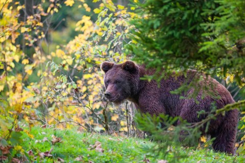 A young male Eurasian brown bear (Ursus arctos arctos) walks across a meadow along autumnal colored