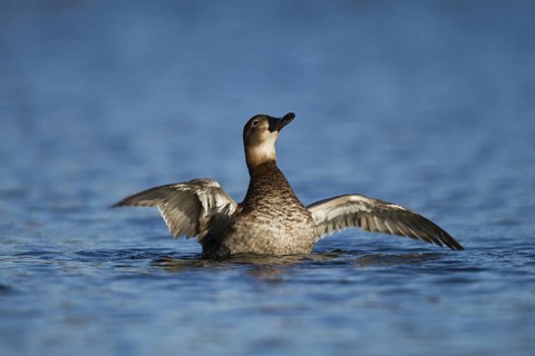 Common Pochard (Aythya ferina) female, Bavaria, Germany