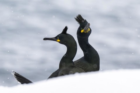 Common shags (Phalacrocorax aristotelis), in the snow, Hornoya Island, Hornøya, Vardø, Varanger
