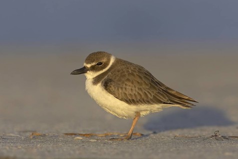 Wilson's Plover (Charadrius wilsonia), Florida, USA