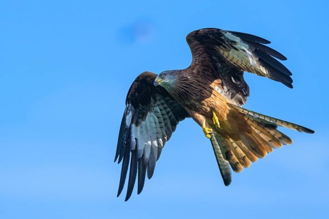 Red Kite, Milvus milvus, bird in flight