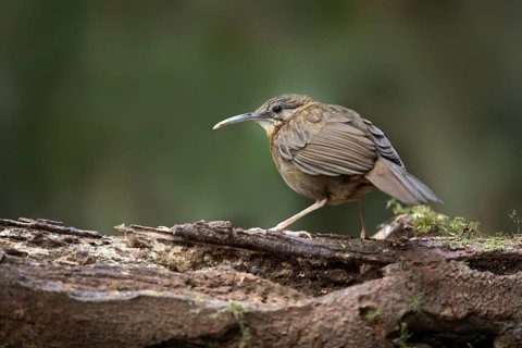 Short-tailed Scimitar Babbler (Jabouilleia danjoui), Bidoup National Park, Vietnam