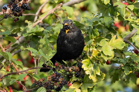 Eurasian blackbird (Turdus merula) adult male bird feeding on a blackberry in a hedgerow in the