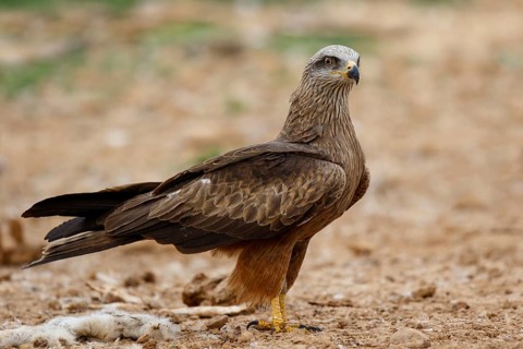 Black Kite (Milvus migrans), Spain