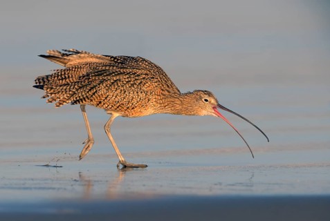 Long-billed Curlew (Numenius americanus) - Morro Bay, California