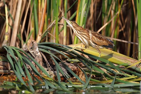 Little Bittern (Ixobrychus minutus) juvenile foraging, Saxony-Anhalt, Germany