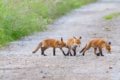 Fox (Vulpes vulpes) puppies Germany