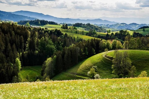 Flowering meadow and mountains, near St Märgen, Black Forest, Baden-Württemberg, Germany