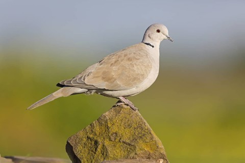 Eurasian Collared Dove (Streptopelia decaocto), Rhineland-Palatinate, Germany