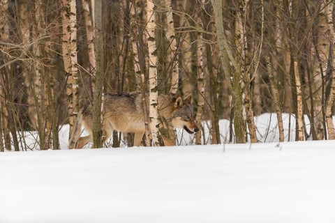 One male eurasian gray wolf (Canis lupus lupus) walking thru deep snow with a forest in the