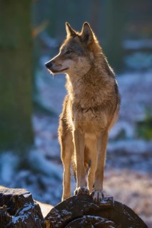 A wolf stands alert on a tree stump, illuminated by warm sunlight, winter, wolf (Canis lupus),