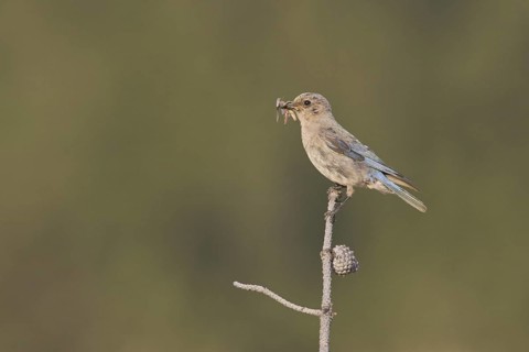 Mountain Bluebird (Sialia currucoides), Canada