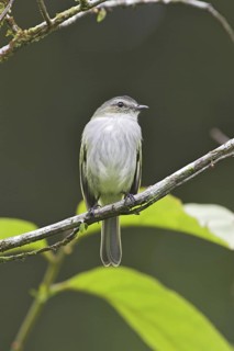 Paltry Tyrannulet (Zimmerius vilissimus), Costa Rica