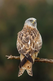 Red Kite (Milvus milvus), perched on a branch, Castile and Leon, Spain