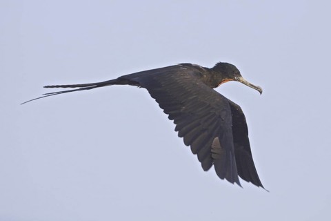 Magnificent Frigatebird (Fregata magnificens) flying, Ecuador
