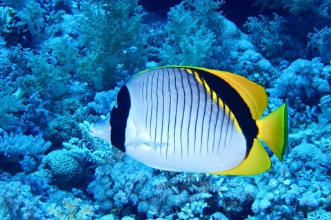 Giant butterflyfish (Chaetodon lineolatus)