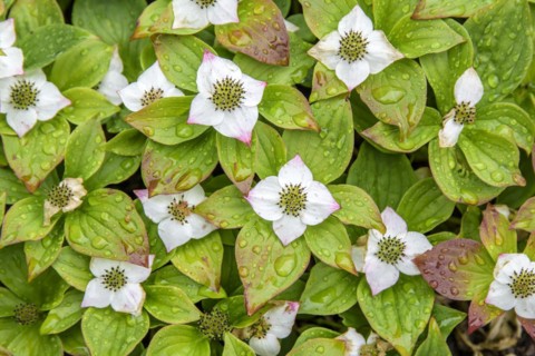 Carpet dogwood (Cornus canadensis), Botanical Garden, Gothenburg, Västra Götalands län, Sweden
