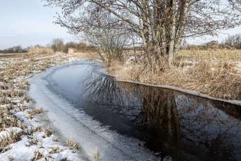 Stream with alders (Alnus glutinosa), Fischerhuder Wümmeniederung, Lower Saxony, Germany