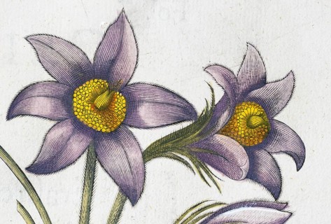 Pasque flower (Pulsatilla vulgaris), hand-coloured copperplate engraving by Basilius Besler, from