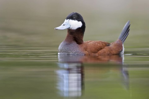 Ruddy Duck (Oxyura jamaicensis), British Columbia, Canada