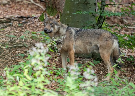 Wolf (Canis lupus) standing in the forest and looking attentively, captive, Bavarian Forest
