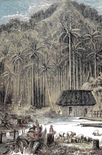 Trekking through South America, Totchesito palm forest in 1869, Colombia, Historic, digitally