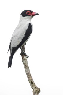 Black-tailed Tityra (Tityra cayana) perched on a branch in Ecuador