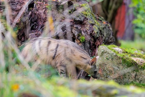 An aardwolf (Proteles cristatus) stands in a green meadow. between rocks