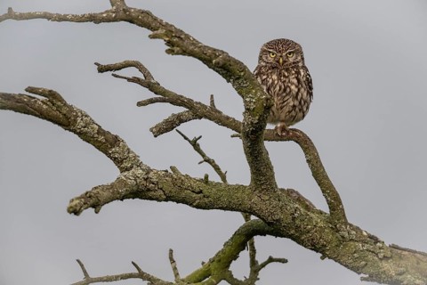 Little owl (Athene noctua), Emsland, Lower Saxony, Germany