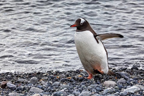 A penguin moves along the rocky shore of a body of water, gentoo penguin (Pygoscelis papua) in the