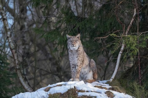 One Eurasian lynx, (Lynx lynx), sitting on a snow covered rock, overlooking his hilly area