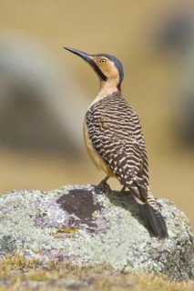 Andean Flicker (Colaptes rupicola), Marcapomacocha, Peru