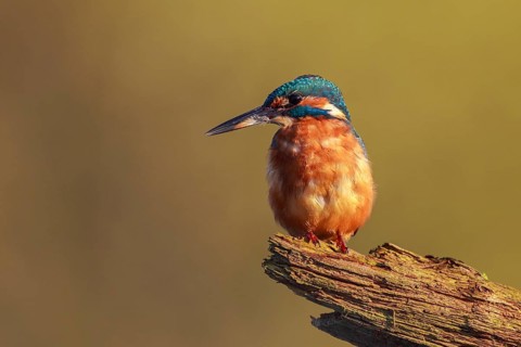 Common Kingfisher (Alcedo atthis) male perched on a branch, North Rhine-Westphalia, Germany