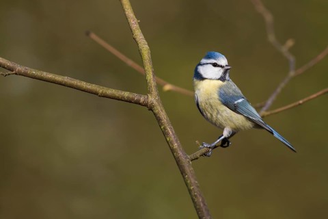 Blue Tit - Blaumeise - Cyanistes caeruleus ssp. caeruleus, Germany, adult