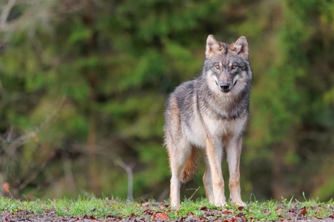 A young grey wolf (Canis lupus lupus) stands at the edge of the forest on a cloudy day and observes