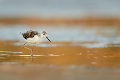 Black-winged Stilt (Himantopus himantopus) juvenile foraging, Spain