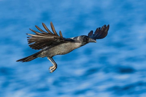 House Crow (Corvus splendens) flying, Eilat, Israel