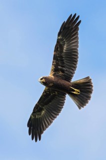 Western Marsh Harrier (Circus aeruginosus) juvenile flying, Baden-Wuerttemberg, Germany