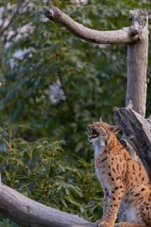 One Eurasian lynx, (Lynx lynx), sitting yawning on a dead tree. Side view with green vegetation in