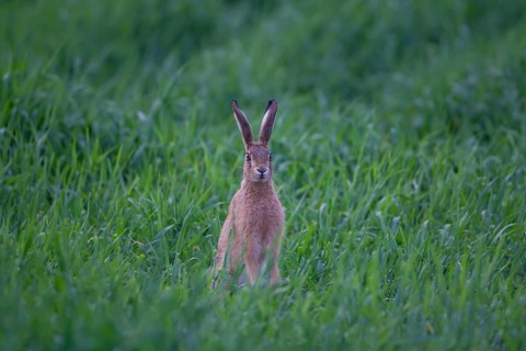 Brown hare (Lepus europaeus) adult animal in a farmland cereal field in the springtime, Suffolk,